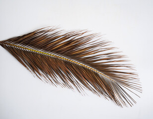 Dried Coconut Palm Frond Leaf Isolated on White Background, Top View, Brown and Golden Tones with Realistic Texture © MOHDASMADI