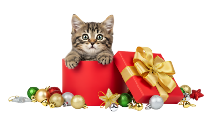 A tabby kitten peeking out of a red gift box surrounded by christmas ornaments on a black background on transparent background