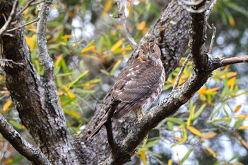 Red shouldered awk perched in tree hunting prey. 