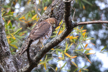 Red shouldered awk perched in tree hunting prey. 
