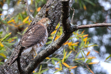 Red shouldered awk perched in tree hunting prey. 