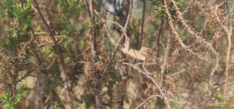 Garden Lizard  perfectly camouflaged among dry, thorny shrub branches.