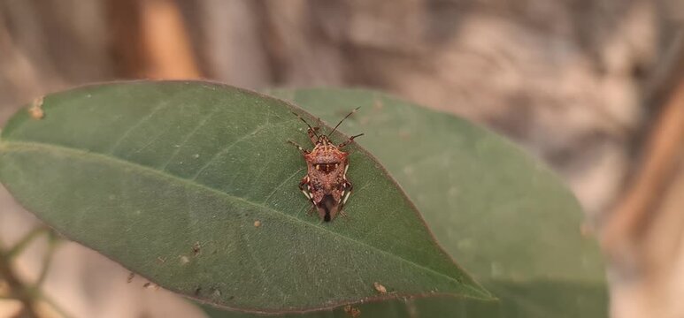 Close-Up Macro Detail of a Brown Marmorated Stink Bug (Halyomorpha halys) Resting on the Vibrant Green Surface of a Broad Leaf in a Garden