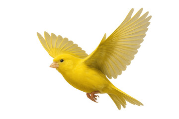 Yellow canary bird in flight, spreading wings, flying, cheerful, singing, freedom, transparent background