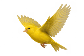 Yellow canary bird in flight, spreading wings, flying, cheerful, singing, freedom, transparent background