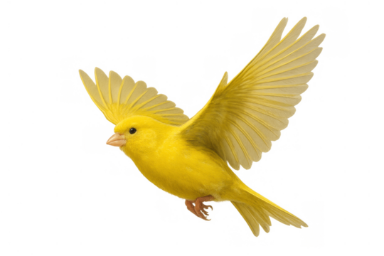 Yellow canary bird in flight, spreading wings, flying, cheerful, singing, freedom, transparent background