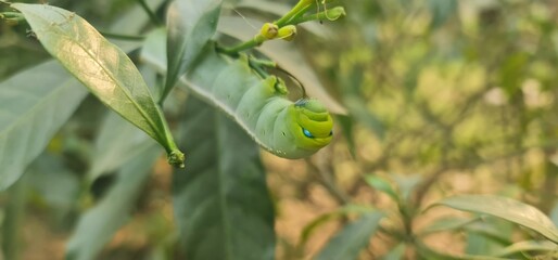 Oleander Hawk-Moth Caterpillar Resting on Green Leaf