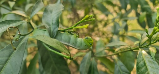 Oleander Hawk-Moth Caterpillar Resting on Green Leaf
