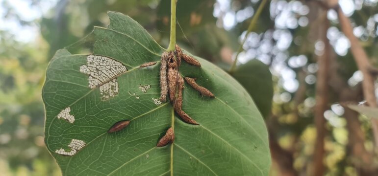 Close-up of caterpillar larvae pests feeding on a damaged plant leaf