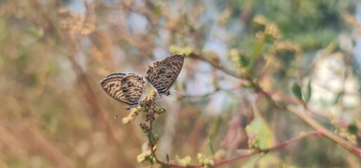 Pair of Lang’s Short-Tailed Blue (Leptotes pirithous) Butterflies Feeding on One Flower