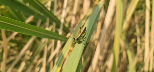 Green Grasshopper Resting on a Leaf in Natural Habitat