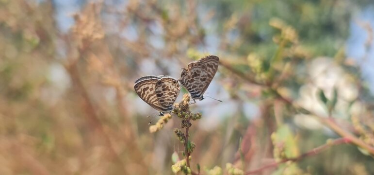Pair of Lang’s Short-Tailed Blue (Leptotes pirithous) Butterflies Feeding on One Flower