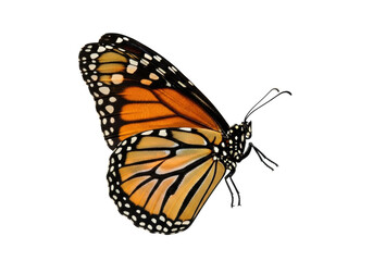Monarch butterfly PNG isolated on transparent background, orange and black wings with white spots, beautiful insect for design projects