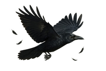 Fototapeta premium Black crow or raven flying with wings spread, isolated on transparent background, shedding feathers, dynamic movement