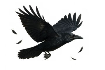 Black crow or raven flying with wings spread, isolated on transparent background, shedding feathers, dynamic movement