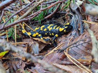 Feuersalamander