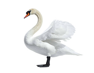 Fototapeta premium A majestic white swan with an elegantly curved neck and outstretched wings, isolated
