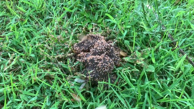 Termites and isoptera, flying termites or winged termites or Alate, known as Laron by most Indonesians come out of their underground nests.