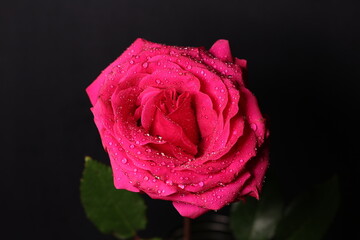 A close-up of a pink rose (Rosa sp.) covered in water droplets against a dark background. The image highlights the delicate texture and vibrant color of the petals, symbolizing beauty, and love.