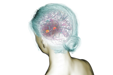Human brain with highlighted amygdala, 3D illustration