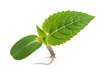 Obraz premium Green sunflower sprout isolated PNG on transparent background, young plant with roots and cotyledon leaves for gardening and agriculture