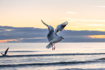 Seagull in morning sea light. Harmony of motion.