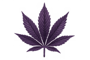 Purple cannabis leaf showing jagged edges and distinct veins, a symbol of natural herbal medicine and culture, on transparent background