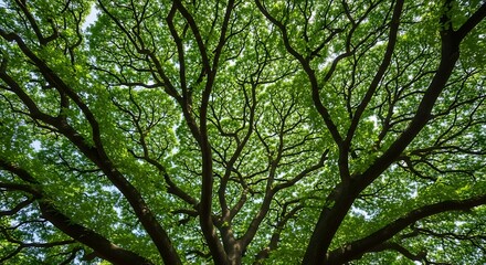 Obraz premium Vibrant green canopy of a majestic tree with intricate branches and lush leaves, viewed from below, creating a beautiful natural pattern against the bright sky, symbolizing growth and life