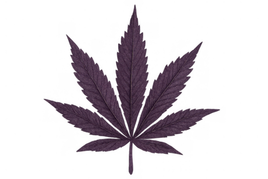 Purple cannabis sativa leaf on transparent background, isolated marijuana plant, legal cbd product ingredient