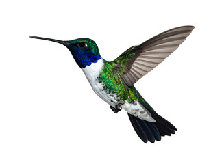 Fototapeta premium Vibrant iridescent bird in flight, wings spread, on black