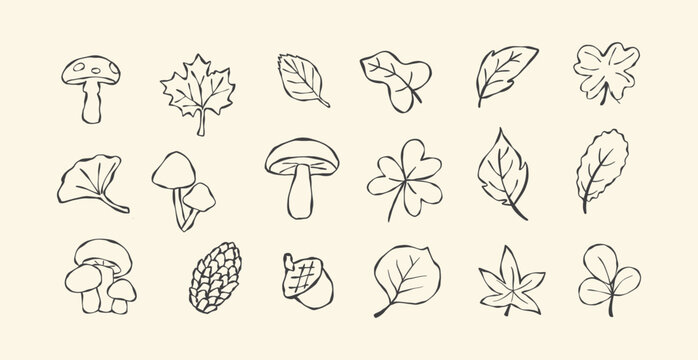 set of hand drawn leaves and mushroom