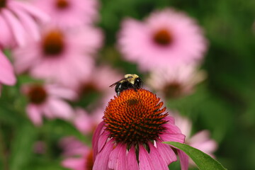 A Bumblebee (Bombus impatiens) feeds on nectar atop a Purple Coneflower (Echinacea purpurea) in Toronto, Canada. The photograph shows pollination behavior of native wildflowers to bee species.