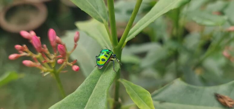 Close-Up Macro Detail of a Vibrant Jewel Bug or Metallic Shield Bug (Chrysocoris species), Displaying Iridescent Spots and Luster Against the Broad Green Surface of a Leaf.