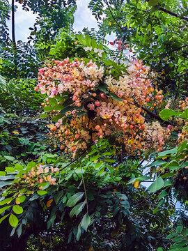Beautiful rainbow shower tree or Koon flower or Kalapapruek flower in bloom. Golden shower tree flowers blooming. Cassia javanica Yellow and Pink Flowers. Rainbow trumpet tree. Nature background.
