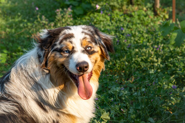 Australian Shepherd dog sitting in a green meadow under sunlight with tongue out expressive blue eyes and tricolor fur looking happy in natural outdoor environment summer portrait
