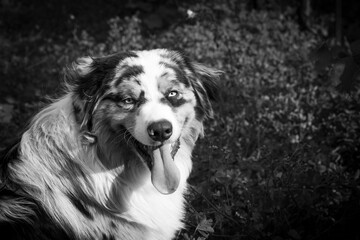 Black and white portrait of australian shepherd dog with bright eyes tongue out in nature artistic monochrome photography emotional expression peaceful atmosphere contrast lighting