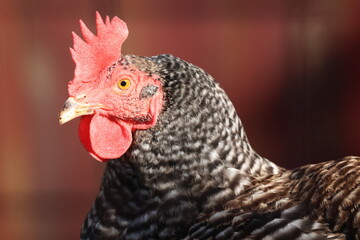 Speckled chicken or hen portrait on red background. Chicken portrait detail 