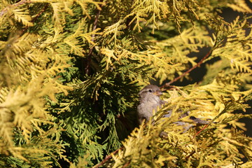 Female House Sparrow (Passer domesticus) sitting in a thuja tree. This bird occurs in Europe and Asia and has been introduced to America, Africa, Australia and New Zealand
