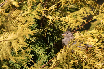 Naklejka premium Female House Sparrow (Passer domesticus) sitting in a thuja tree. This bird occurs in Europe and Asia and has been introduced to America, Africa, Australia and New Zealand 