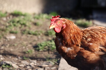 Portrait of a brown free-range hen chicken with red comb and wattles, walking outdoors on textured ground in natural daylight