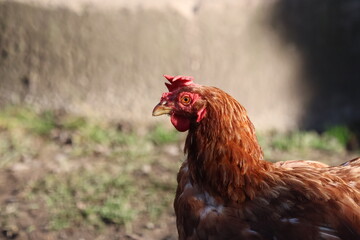 Portrait of a brown free-range hen chicken with red comb and wattles, walking outdoors on textured ground in natural daylight