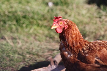Portrait of a brown free-range hen chicken with red comb and wattles, walking outdoors on textured ground in natural daylight
