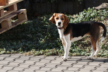 Happy tricolor beagle dog walking on sunlit outdoor stone-paved path, tongue out, lively pet portrait in natural daylight