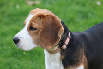 Cute beagle puppy portrait. Side profile of a beagle dog outdoors, close-up portrait of cute pet with brown, white and black fur on green grass background, animal photography concept