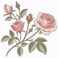 Pink Roses Clipart, Roses bouquet, Printable Watercolor clipart, Watercolor clipart of a bouquet of pink roses, suitable for printing and decorative purposes. 