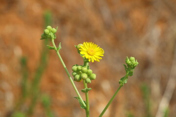 Flowering camomile in the wild, closeup of photo