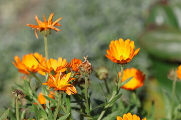 Orange Calendula flowers growing in the garden. A closeup shot of a garden of pot marigolds on a sunny summer day
