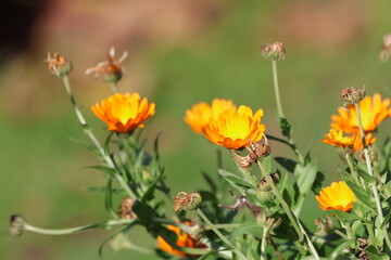 Orange Calendula flowers growing in the garden. A closeup shot of a garden of pot marigolds on a sunny summer day
