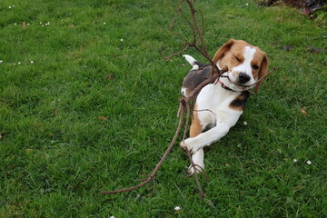 Playful beagle puppy lying on green grass with a stick in mouth, happy dog enjoying outdoor fun in autumn garden