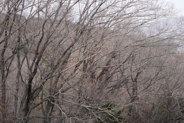 trees in winter, 冬の寒空の曇りの森　枯れた木々の風景